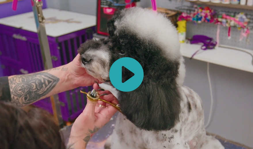 Tep and Cooper deliver a gorgeous Asian inspired trim that your clients will love (3 videos)