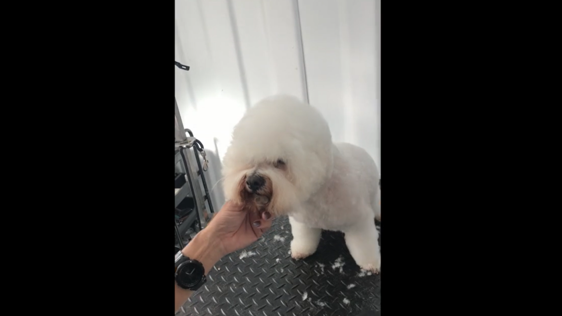 Nicky takes Cas through a back-to-basics Bichon pet groom, covering coat preparation, simple angulation, breed balance and how to build the classic Bichon head from the right landmarks. (3 videos)