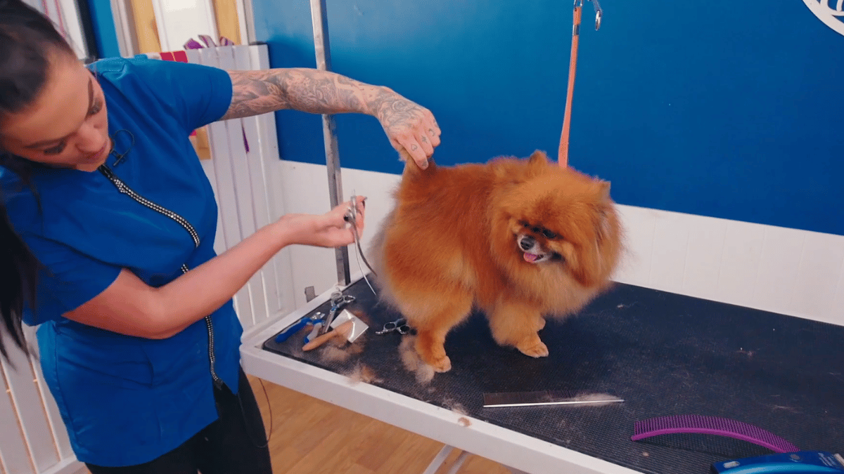 Alicia takes Cooper through a thorough Pom bath, deshed and pet tidy, complete with neat feet, a fanned tail and one very cute round booty. (3 videos)
