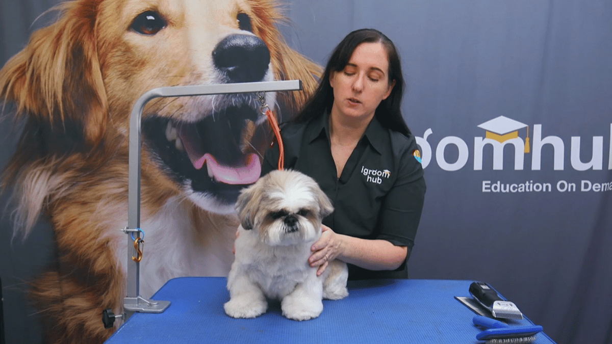 Sassy little Mishka gets a short body, hand-scissored legs and teddy face while Michelle shows how changing your handling can change the whole groom. (4 videos)