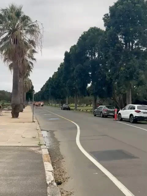 Building the next wave of amazing runners. 
Great great turn out, lots of smiles and some competitive banter between gals and lads. 
Well done, everyone!

Want to see who outnumbers who! #challengeaccepted #running #bratclub