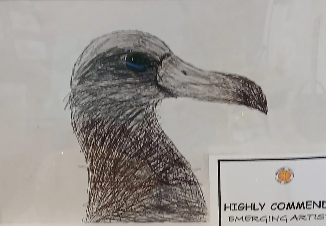 Under 12 Highly Commended $100
'Portrait of an Albatross'
Marble & pen on paper
by Elrod Vella