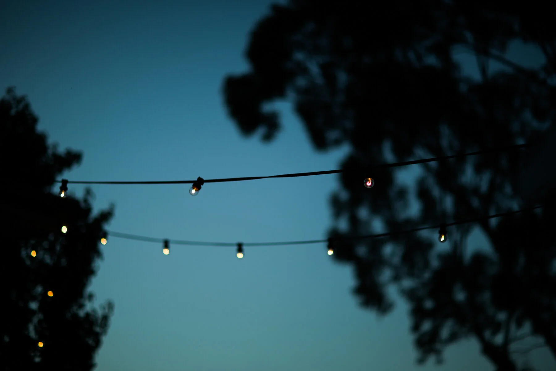 Backyard wedding festoon lights