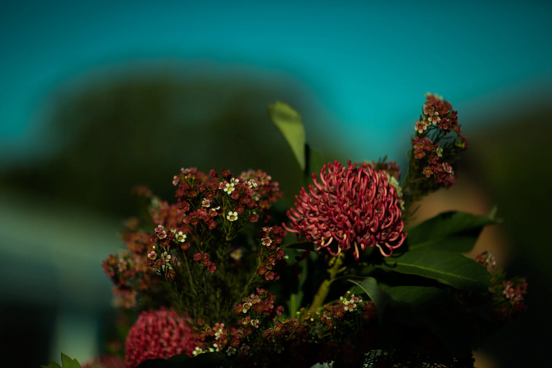 Native Australian Flora