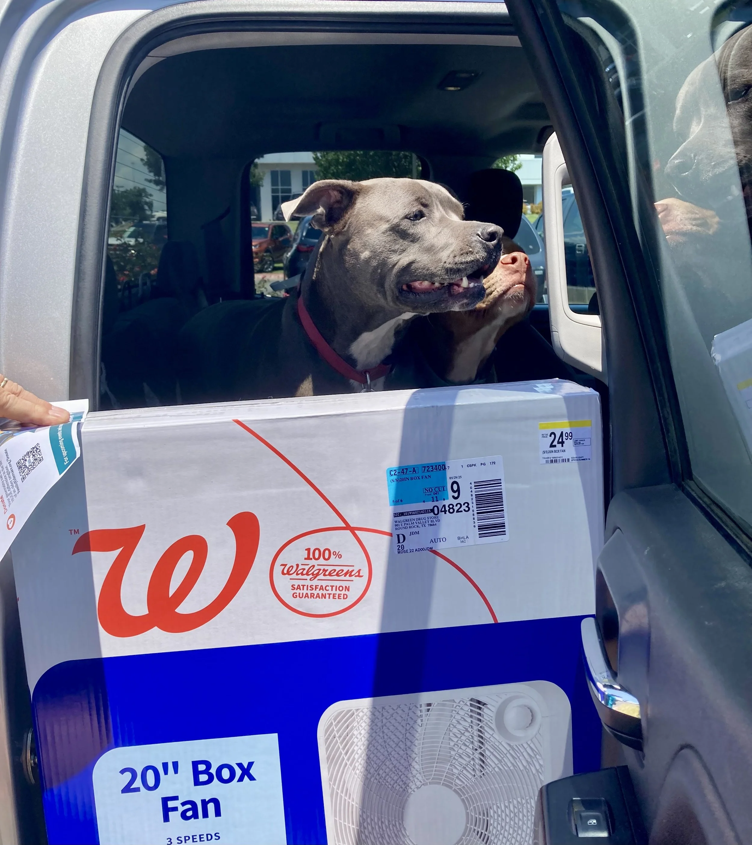 A dog in a car with a fan in front of them