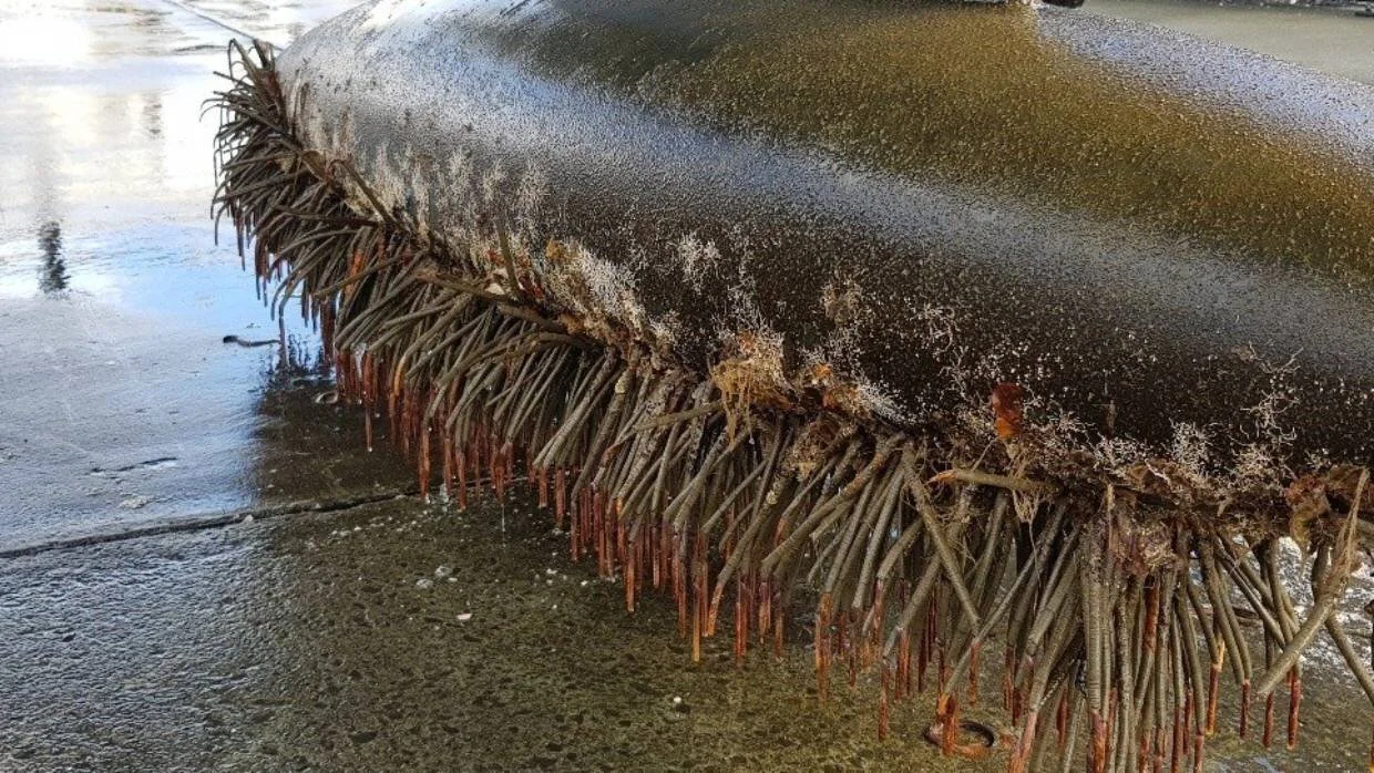 Seeking a national standard for hull cleaning 