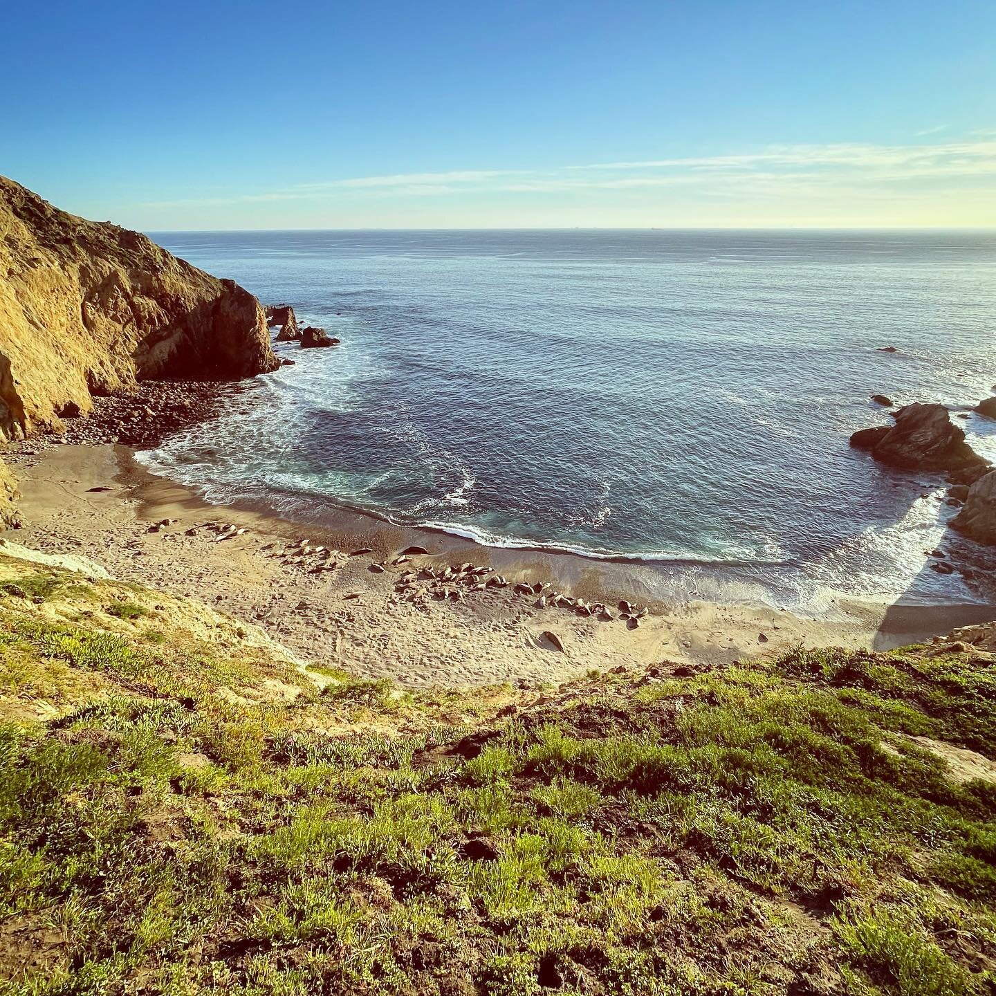 Fell in love with you all over again California. #nofilter #elephantseal #estero #light #daytrippin #drakes