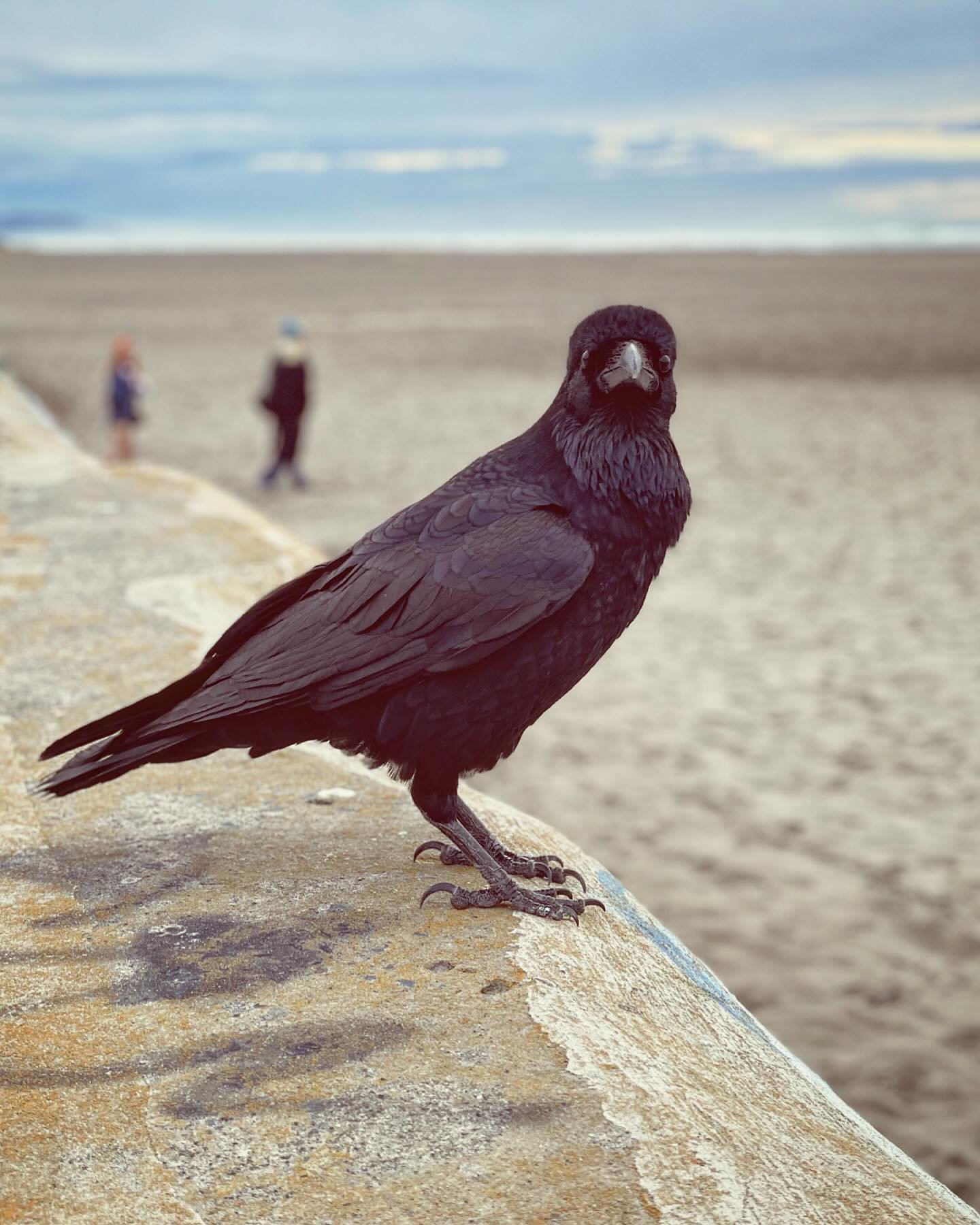 Met this little guy during surf check. #nofear #raven #ob #posingforthecamera #nofilter