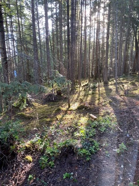 Sunlight filtering through a forest of tall skinny trees