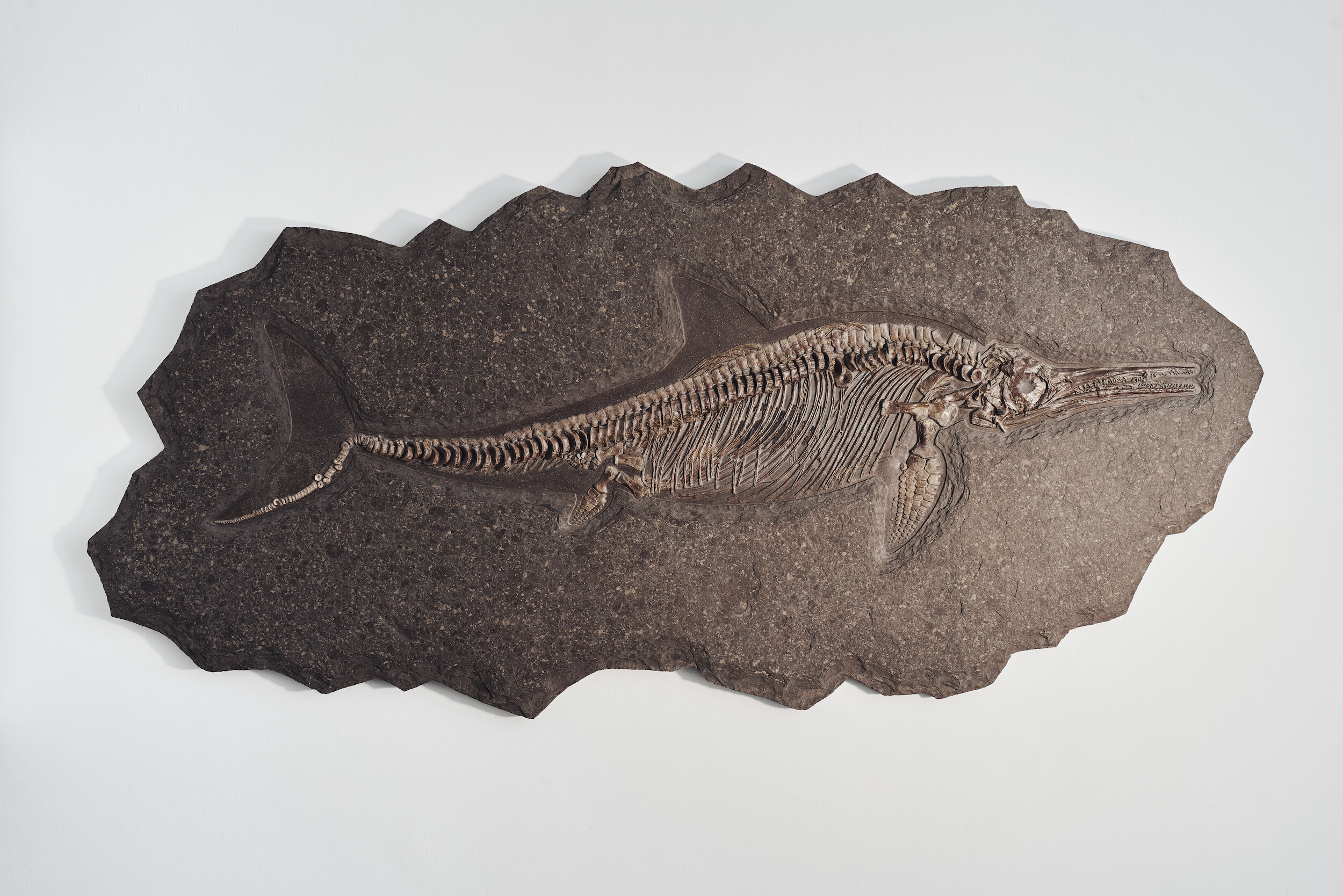 Jurassic Ichthyosaur