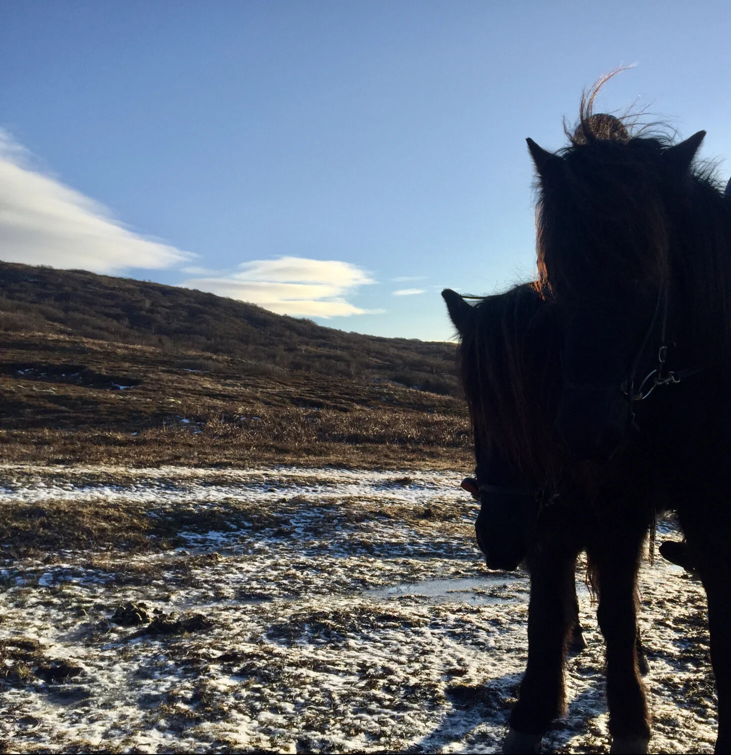 Horseback Riding, Vesturbæjarlaug, &amp; Aurora Borealis