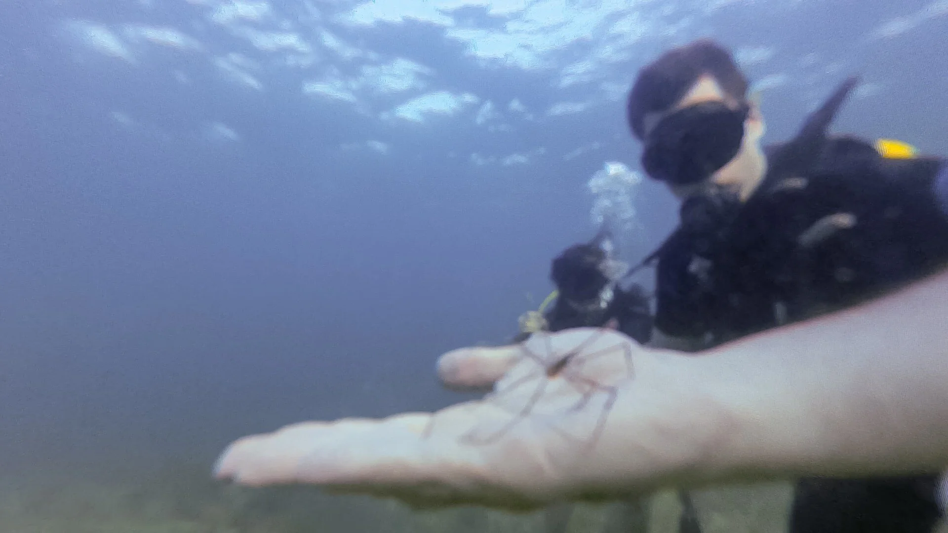 diving-kyle-linh-spider-2.jpg