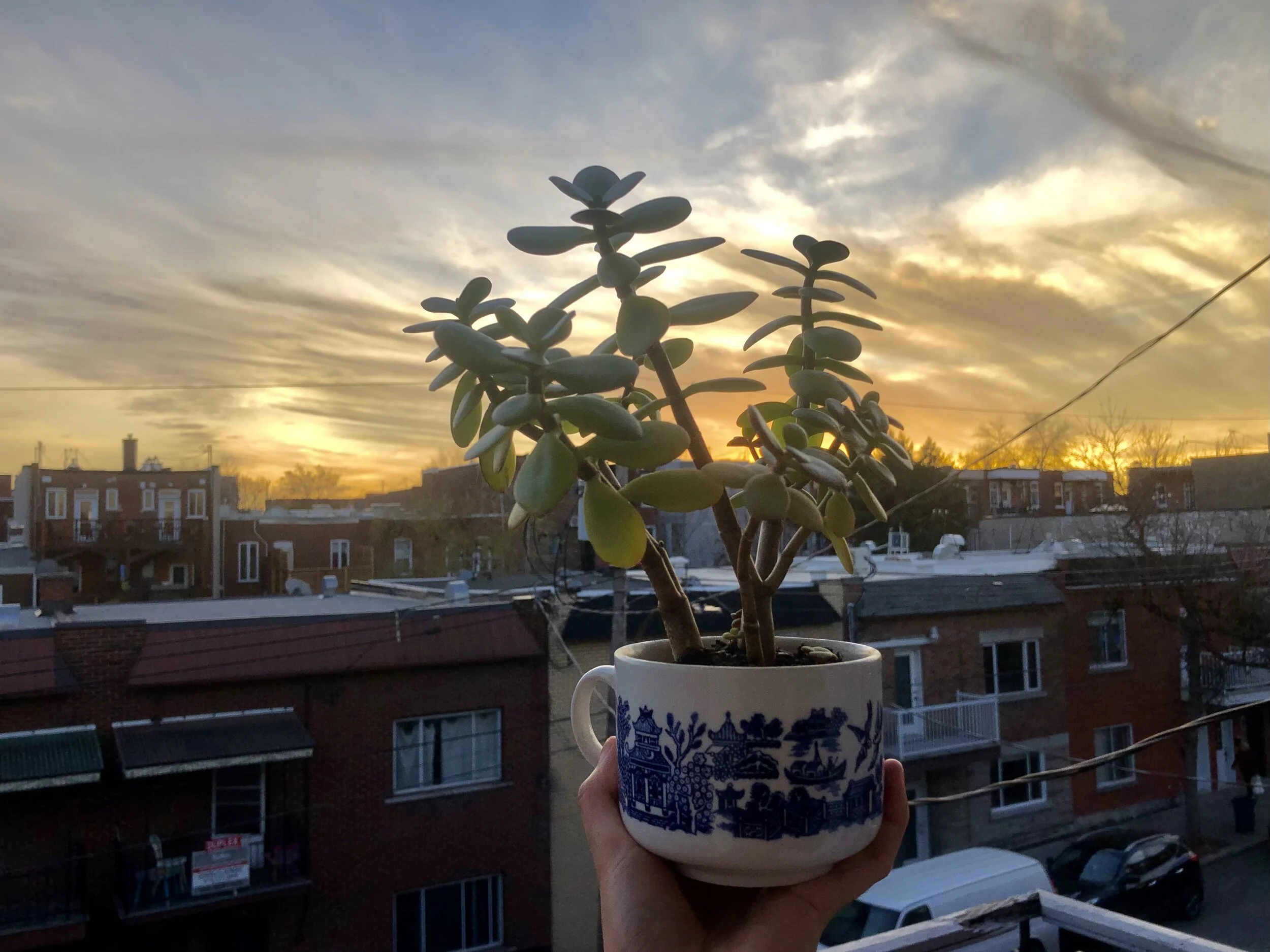 Falling in Love with a Plant