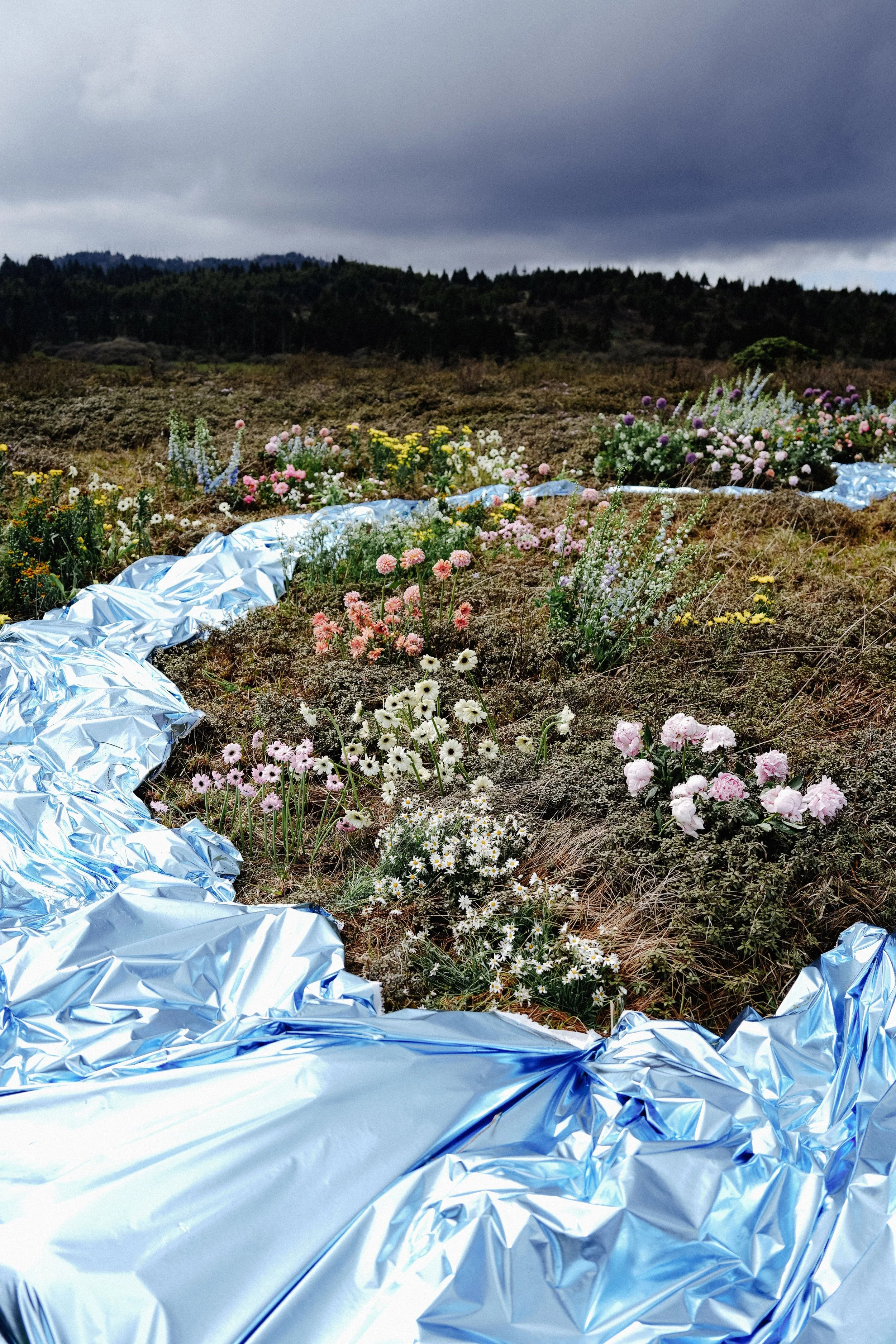 Field of wildflowers with a reflective metallic sheet laid on the ground and a cloudy sky overhead.