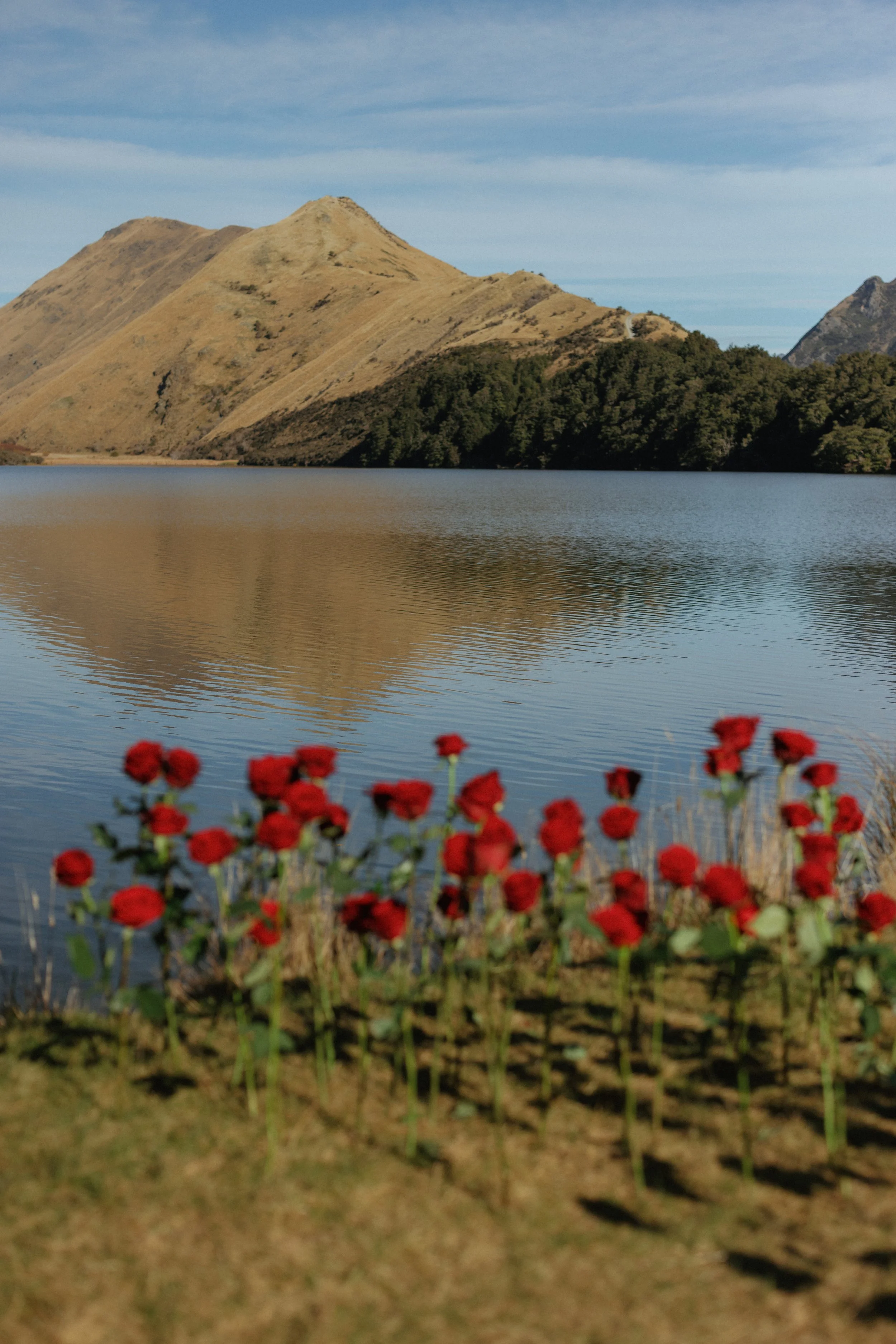 Abundant red roses decoration for a small wedding at Moke Lake, Queenstown, New Zealand