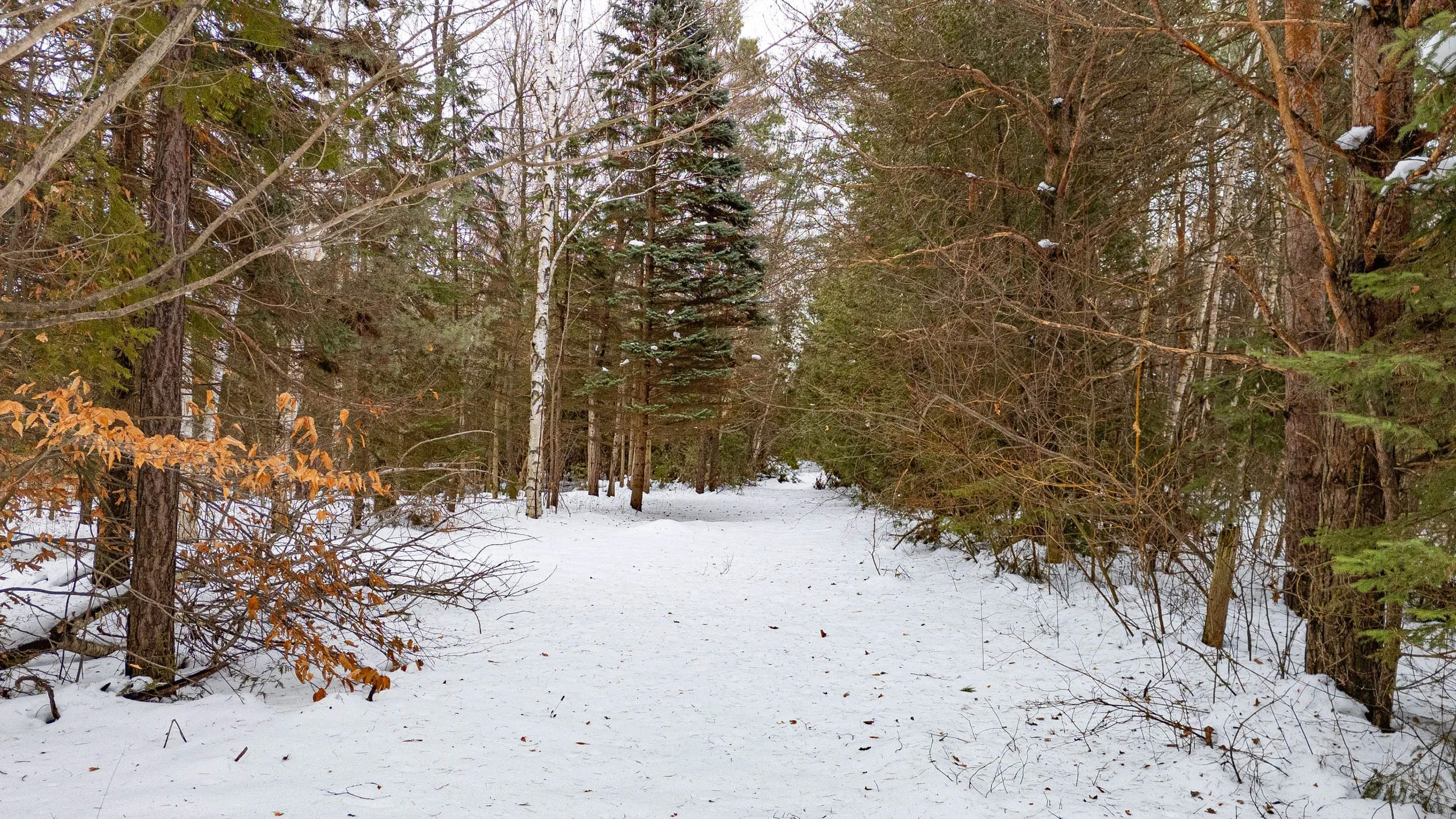 53- 21455 Warden Ave - East Gwillimbury - Modern Copyright- Movement Creative Inc - PHOTOG- Mitch Hubble - December 18, 2025.jpg