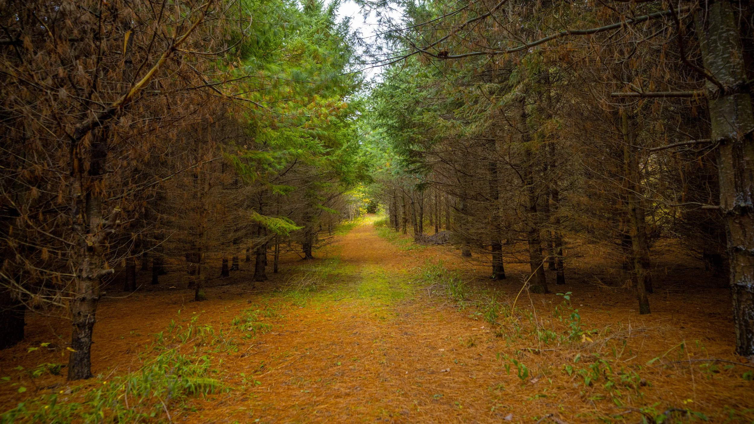 67- 5241 10th Line - Erin - PHOTO- Mitch Hubble -October 24, 2025_.jpg