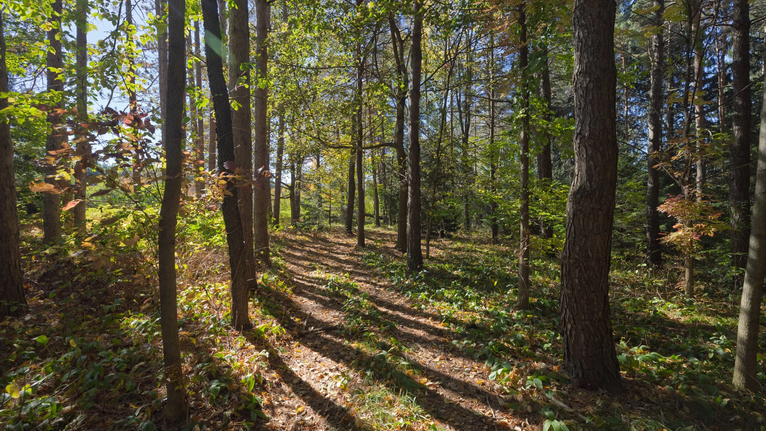11- 983 19th Sideroad - King - Modern Movement Creative Inc - PHOTOG- Mitch Hubble - October 19, 2026.jpg