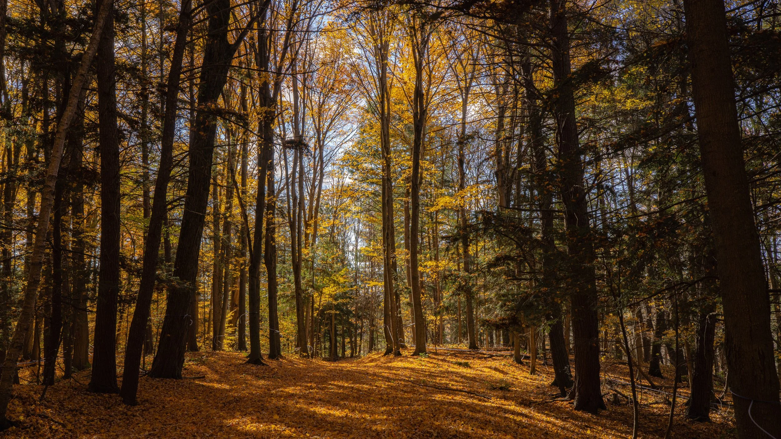 24- 13570 Concession Road - King  - Modern Movement Creative Inc - PHOTOG- Mitch Hubble - October 24, 2024.jpg