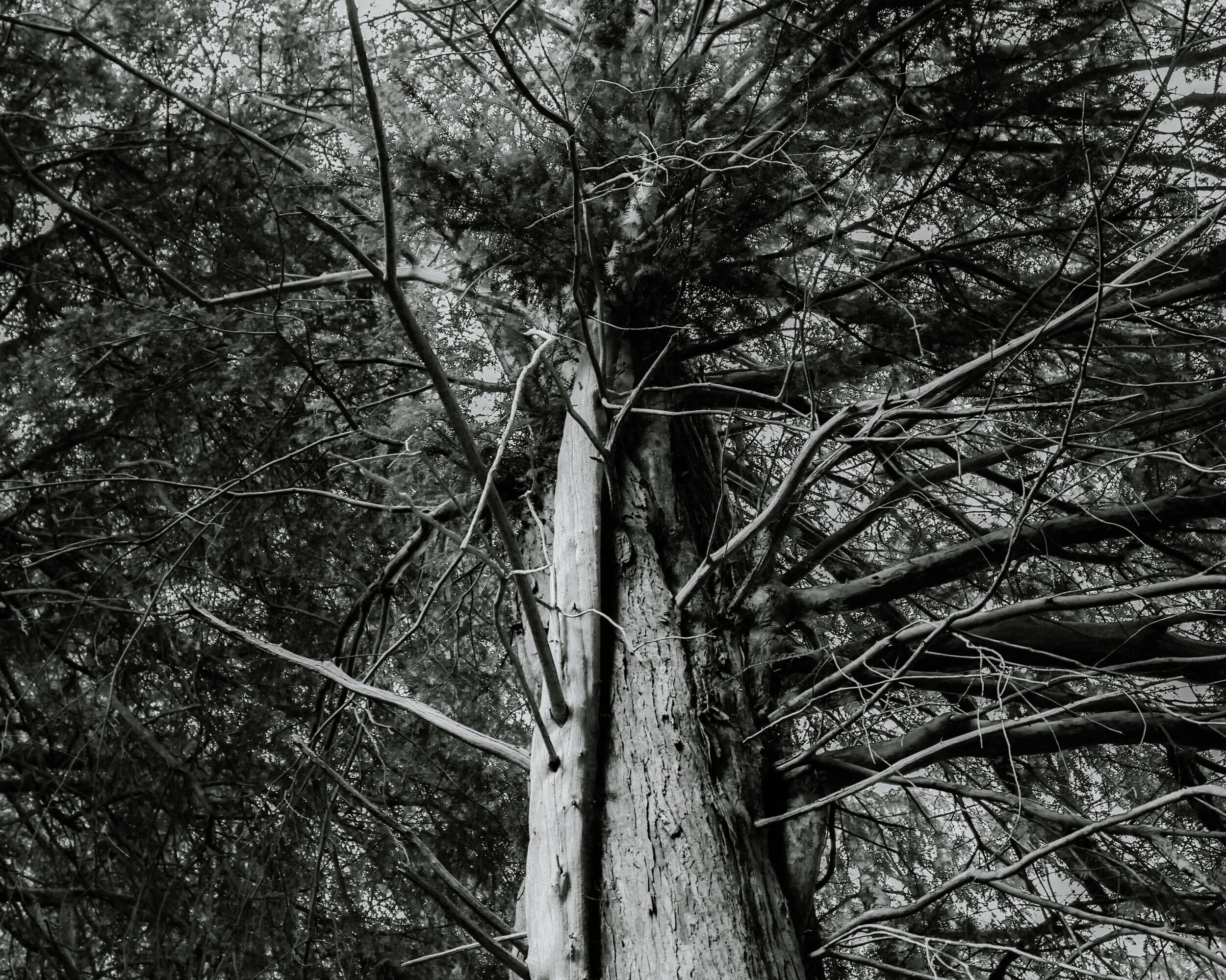 lightshadeandbranches_5422.jpg