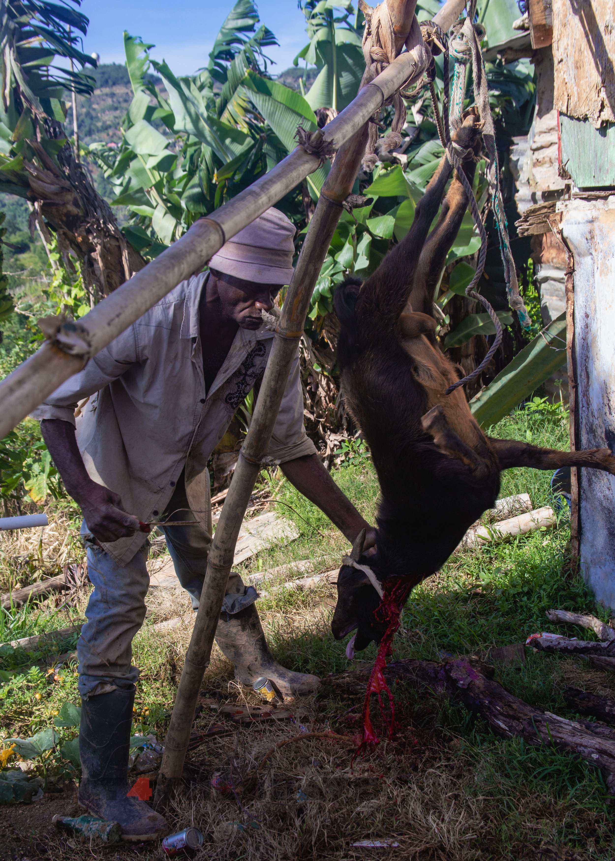 cleankill_jamaicatrip_2022-9053.jpg
