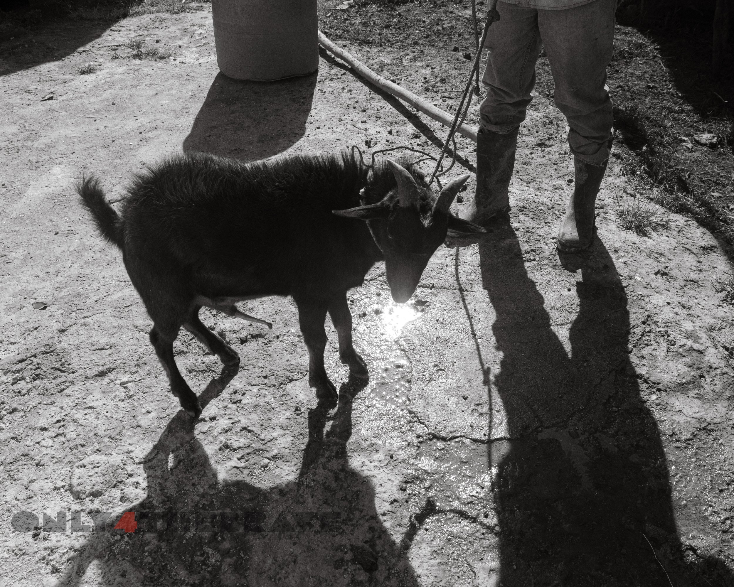 cycleoflife_jamaicatrip_2022-9036.jpg