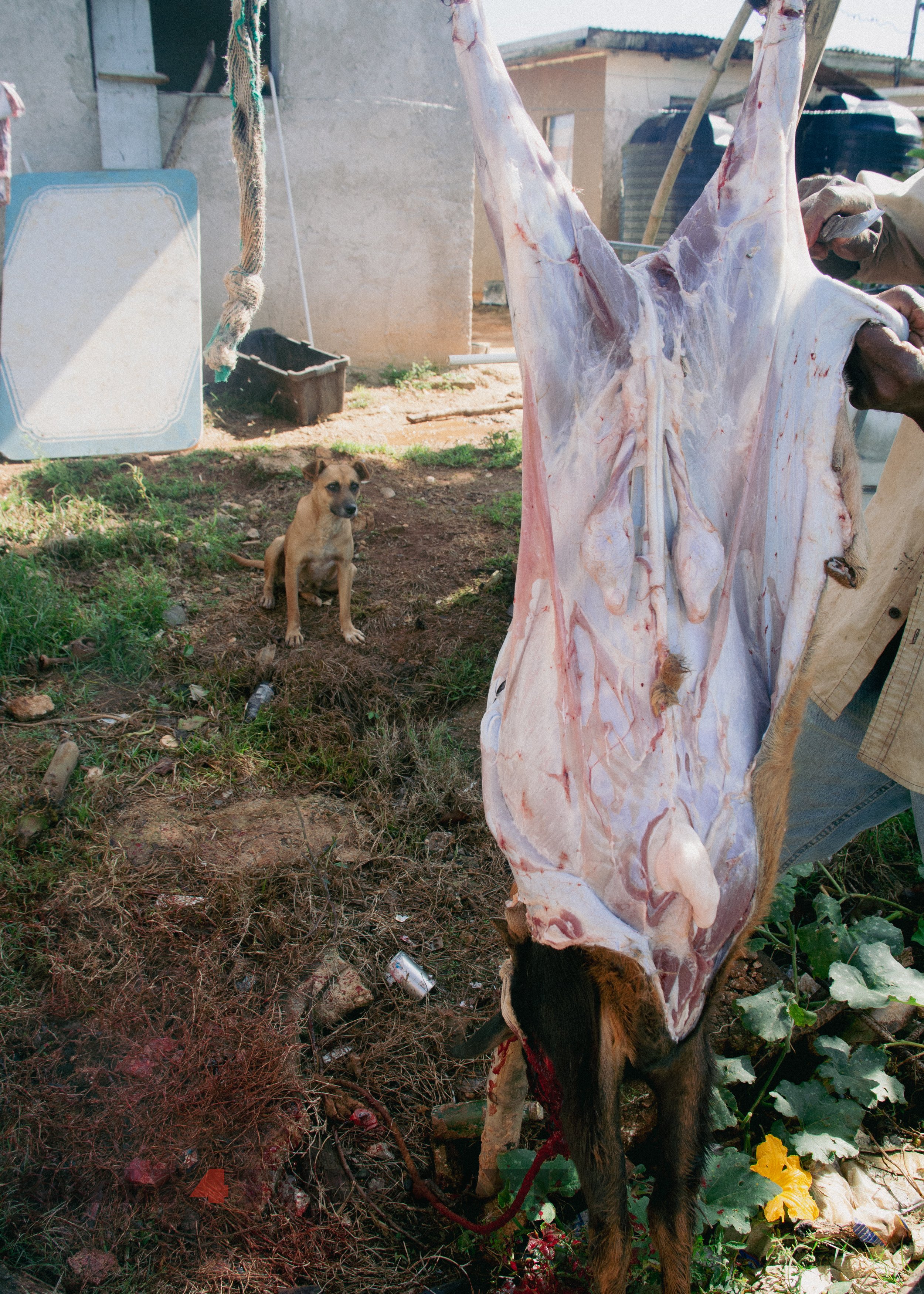 dogwithguts_jamaicatrip_2022-9076.jpg