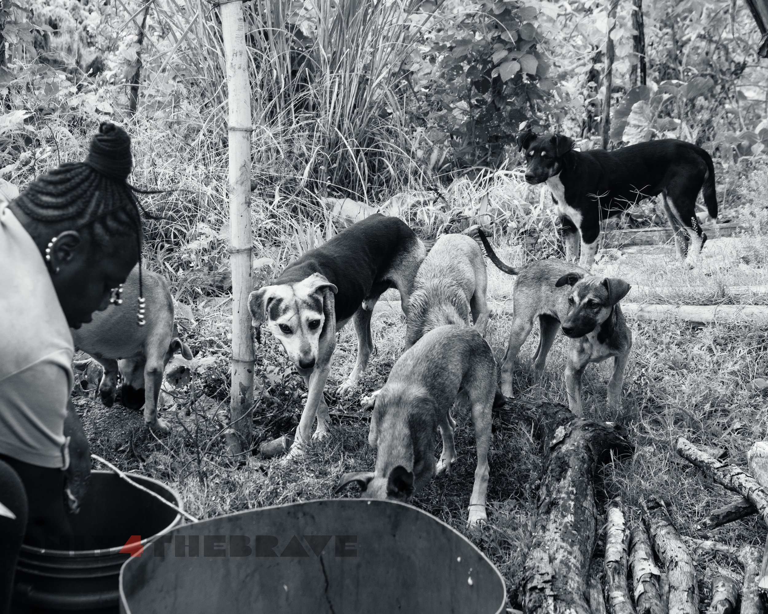 wholetthedogsout_jamaicatrip_2022-9149.jpg