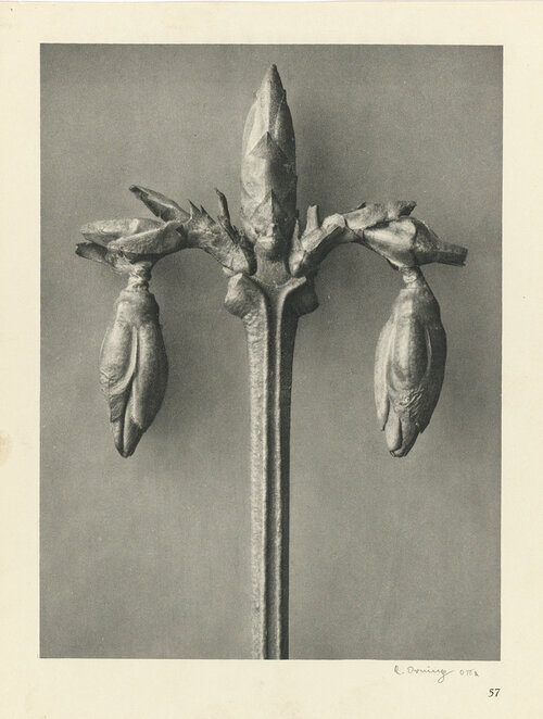 Karl Blossfeldt, Plant Studies, Urformen der Kunst: Photographische Pflanzenbilder, 1928. Photograph, 31.2 × 24.2 cm. Public domain