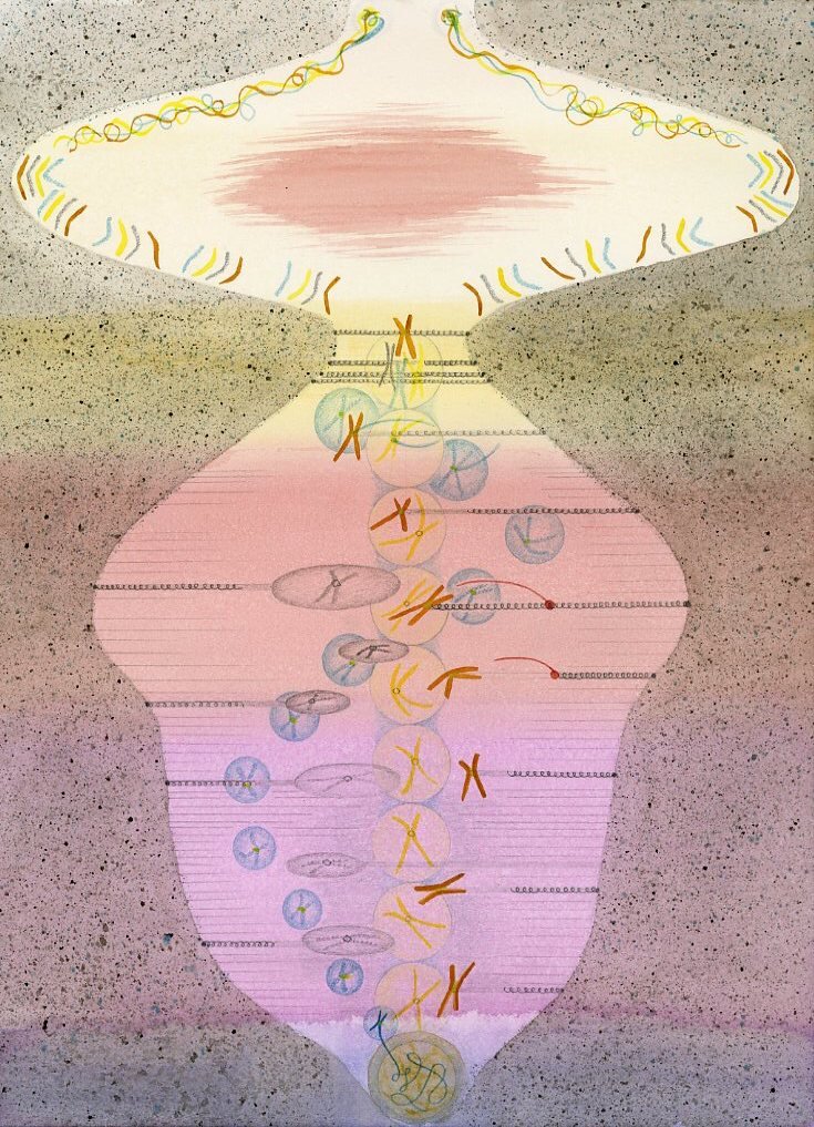 Gemma Anderson, Garden of forking paths (series); Mitosis Score, spiralling spindles, 2019. Pencil, watercolour and colour pencil on paper, 31 x 41 cm. Courtesy the artist