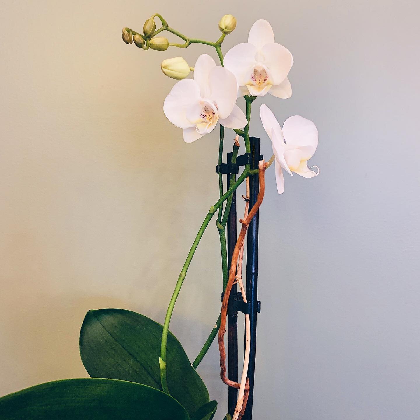 Our #orchids are ready for #spring 🌸🌼🌺 // we #love it! 🤍🤍🤍 // #salentony #salentonyc #plantsmakepeoplehappy #plantsofinstagram