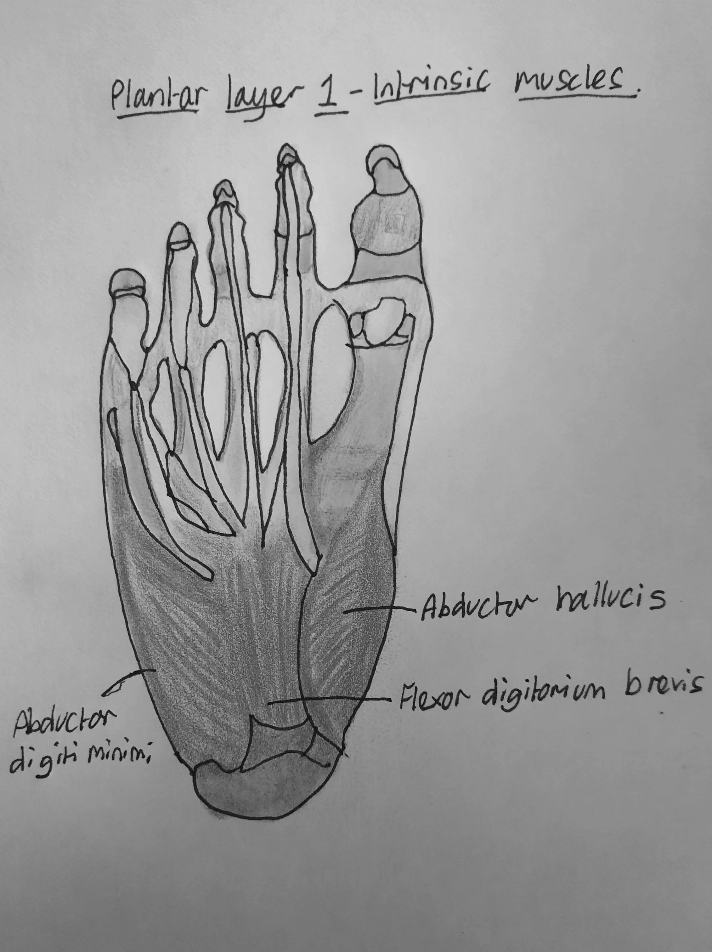 Pointing, Flexing &amp; Intrinsic Muscles