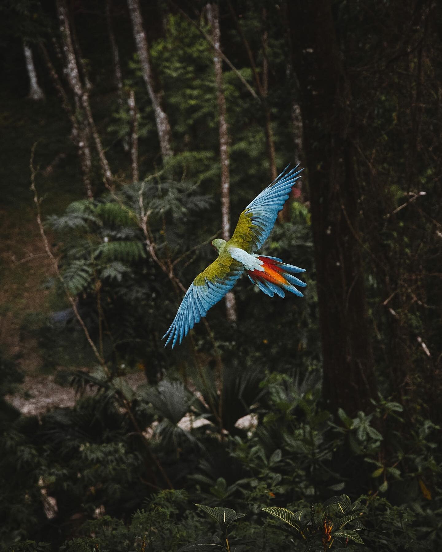 At Ara Manzanillo they try to give the Great Green Macaw population of Costa Rica a little hand. Unfortunately this beautiful bird has a hard time surviving on it&rsquo;s own at the moment as they&rsquo;re on a specific diet and they can&rsquo;t find