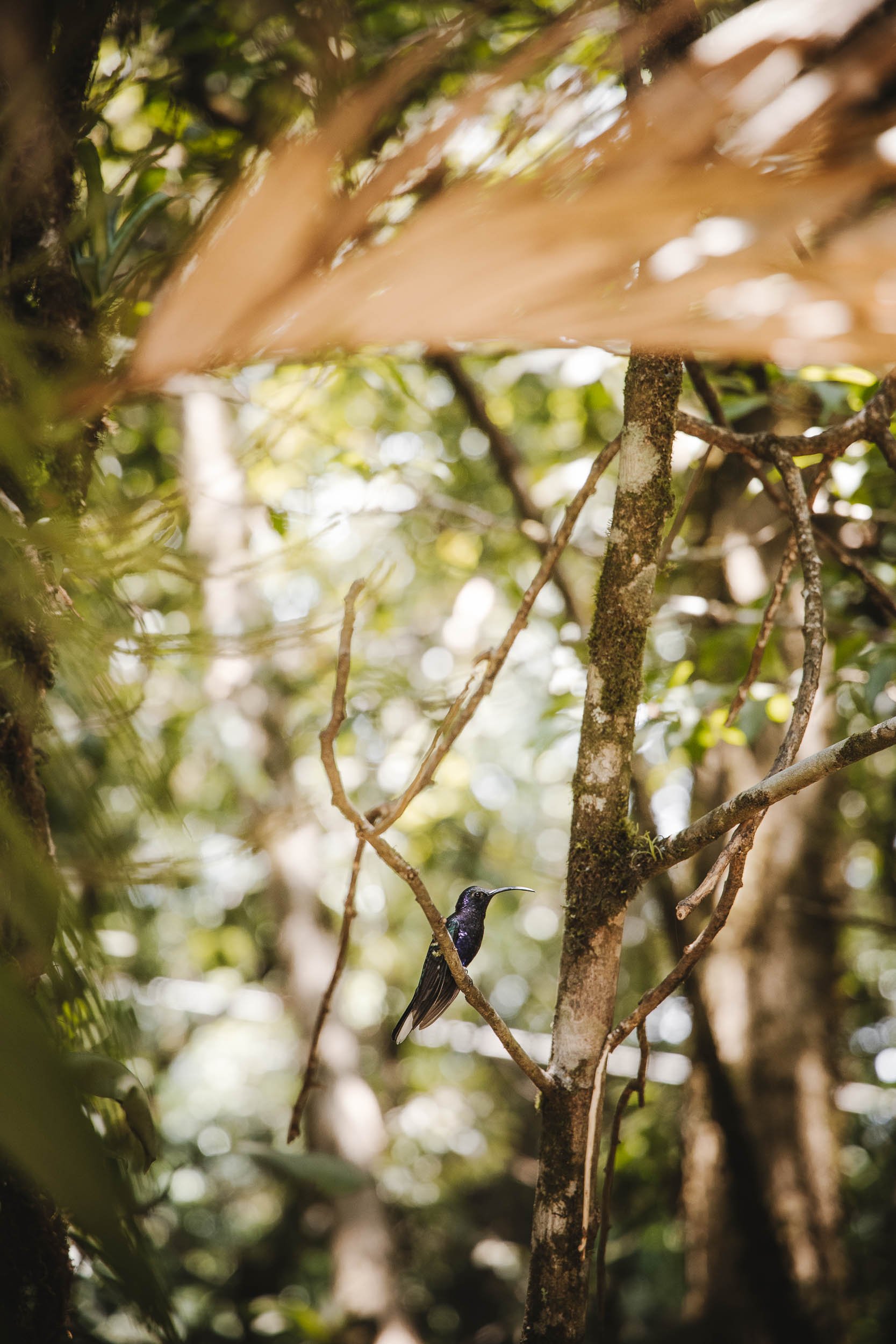 Monteverde-Cloud-Forest-Costa-Rica.jpg