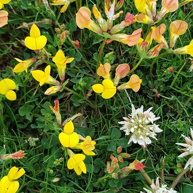 Meadow walk. So many colours and a couple of Marbled White butterflies, thankfully not on the endangered list.

#nativeflowers #meadow #butterfly #marbledwhite #summerscents #whiteclover