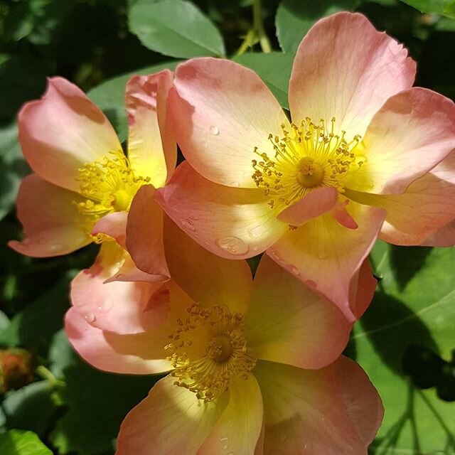 The Alexandra rose. 
#alexandrarose #roses #flamingjune #summergarden #englishgarden #planting #gardendesign