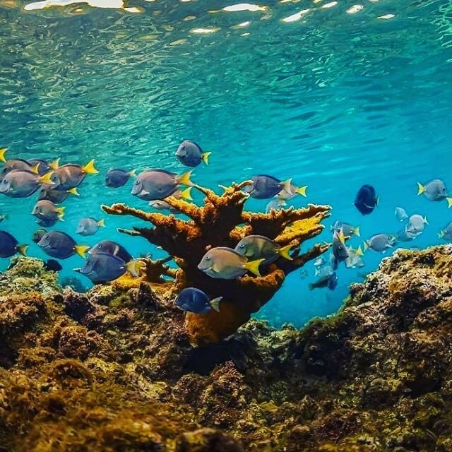 Plants, plankton, algae, sponges, eels, fish, crabs, and sea turtles are just some of the organisms that thrive in healthy reefs. ⁠🐠🐢🦈🦀⁠
⁠
With every ST purchase, you support the coral reef restoration through the&nbsp;@goldeneye_foundation&nbsp;