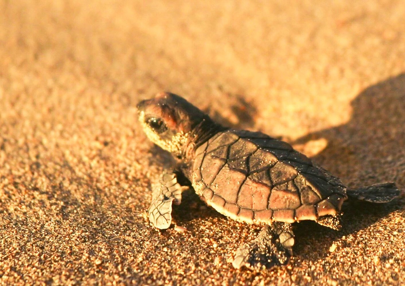 Happy World Turtle Day!⁠
⁠
Each year, between 12,000 to 20,000 sea turtles nest and are released off the shores of Oracabessa Bay - many returning years later to nest on the same sands where they first hatched.⁠
⁠
At the GoldenEye Foundation, we&rsqu