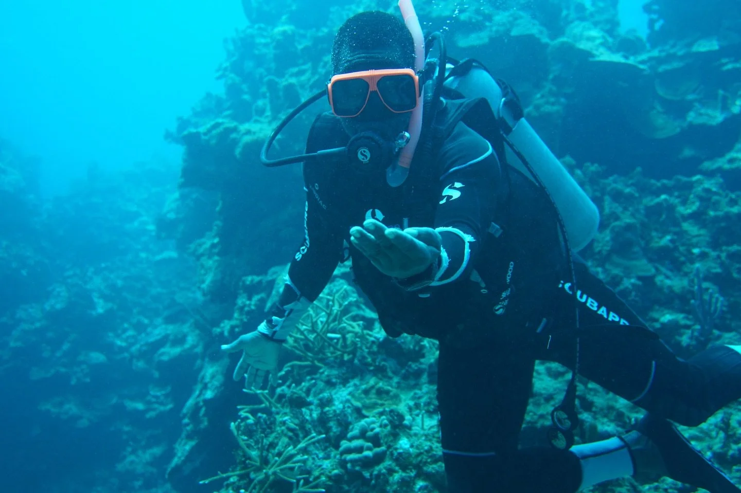Beneath the surface of Oracabessa Bay lies a world of extraordinary beauty.⁠
⁠
Through the Oracabessa Bay Dive Shop -  you can have the chance to discover the vibrant marine life of our protected Fish Sanctuary, while directly supporting marine conse