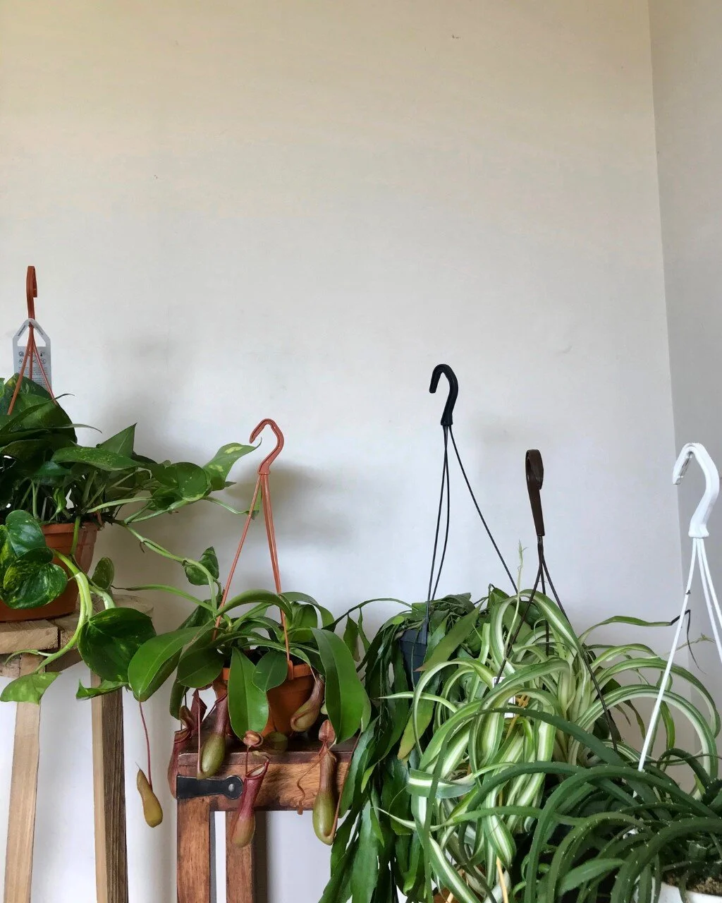 Hanging Plants — PLANT HUNT