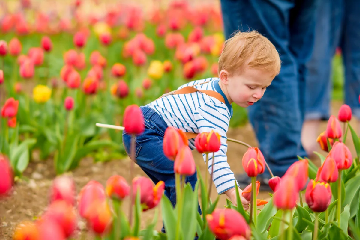 Little boy picking a tulip in at the Wicked tulip flower farm