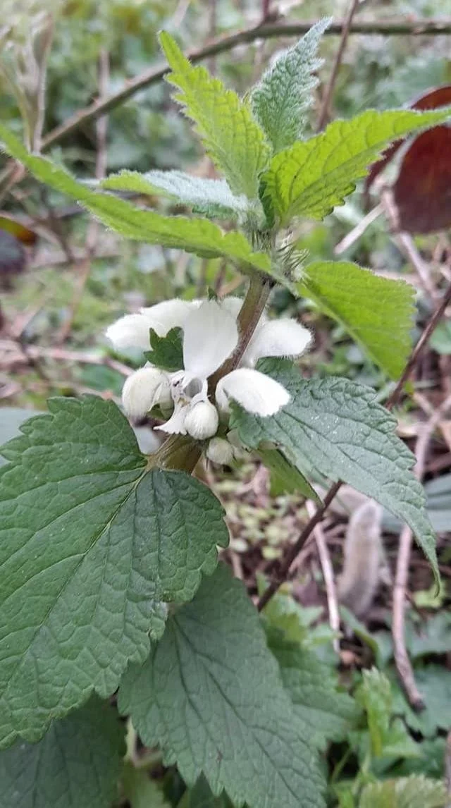 April Key Herbs; 25g of each Cleavers, Nettle and Dead Nettle — Weeds