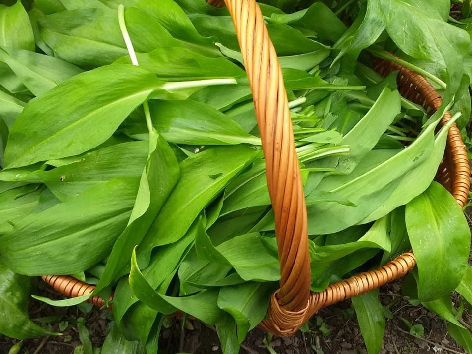 wild garlic basket.jpg