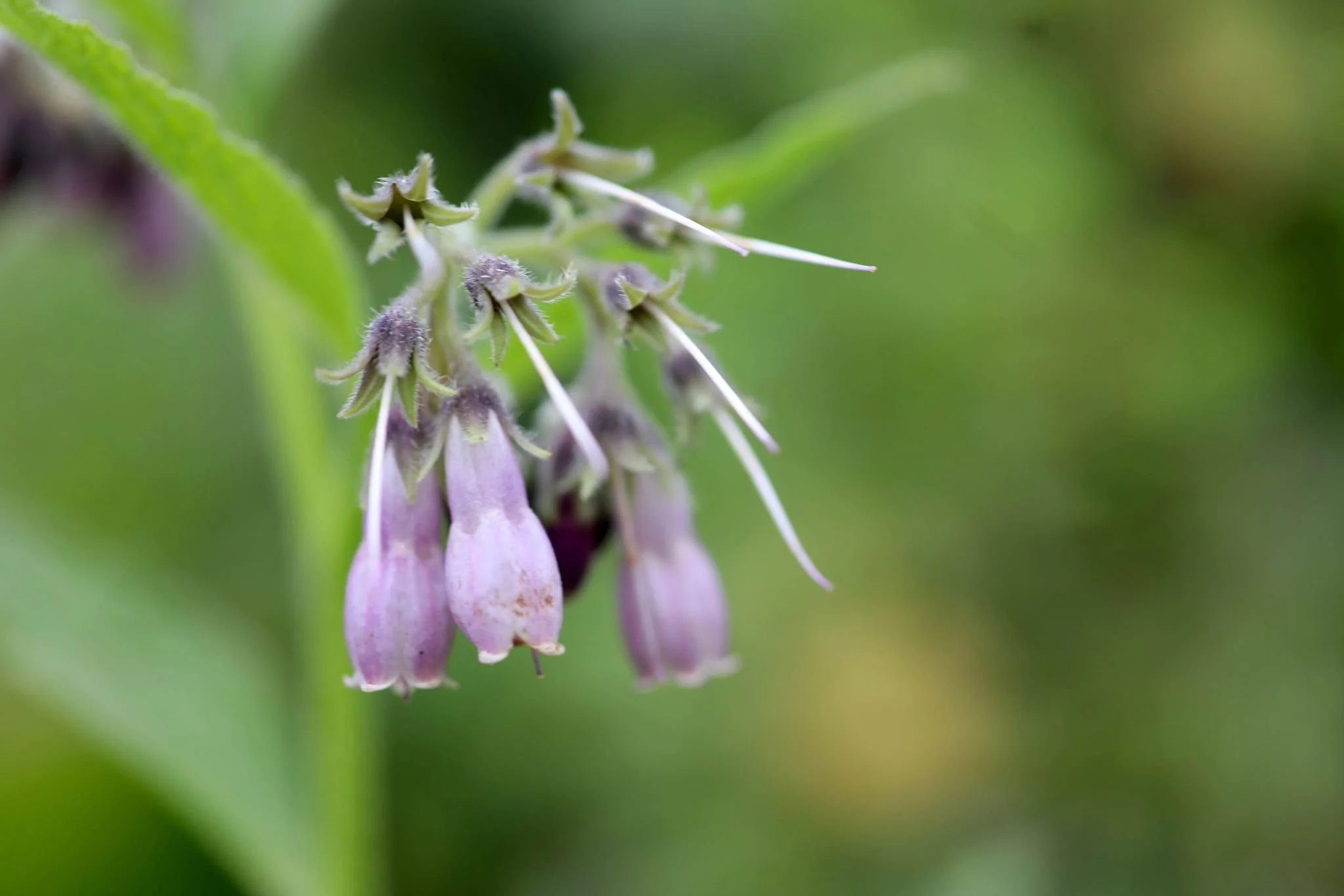 comfrey flower.jpg
