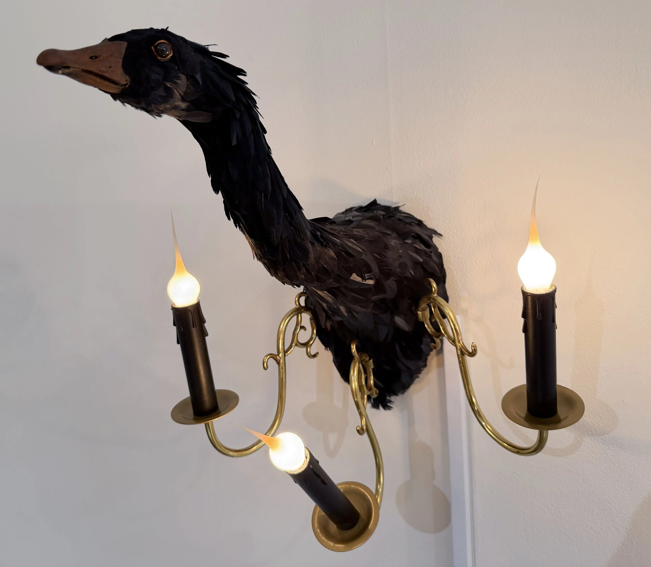 swan.jpg