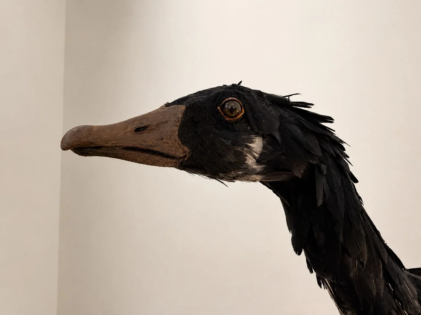 swan_02.jpg