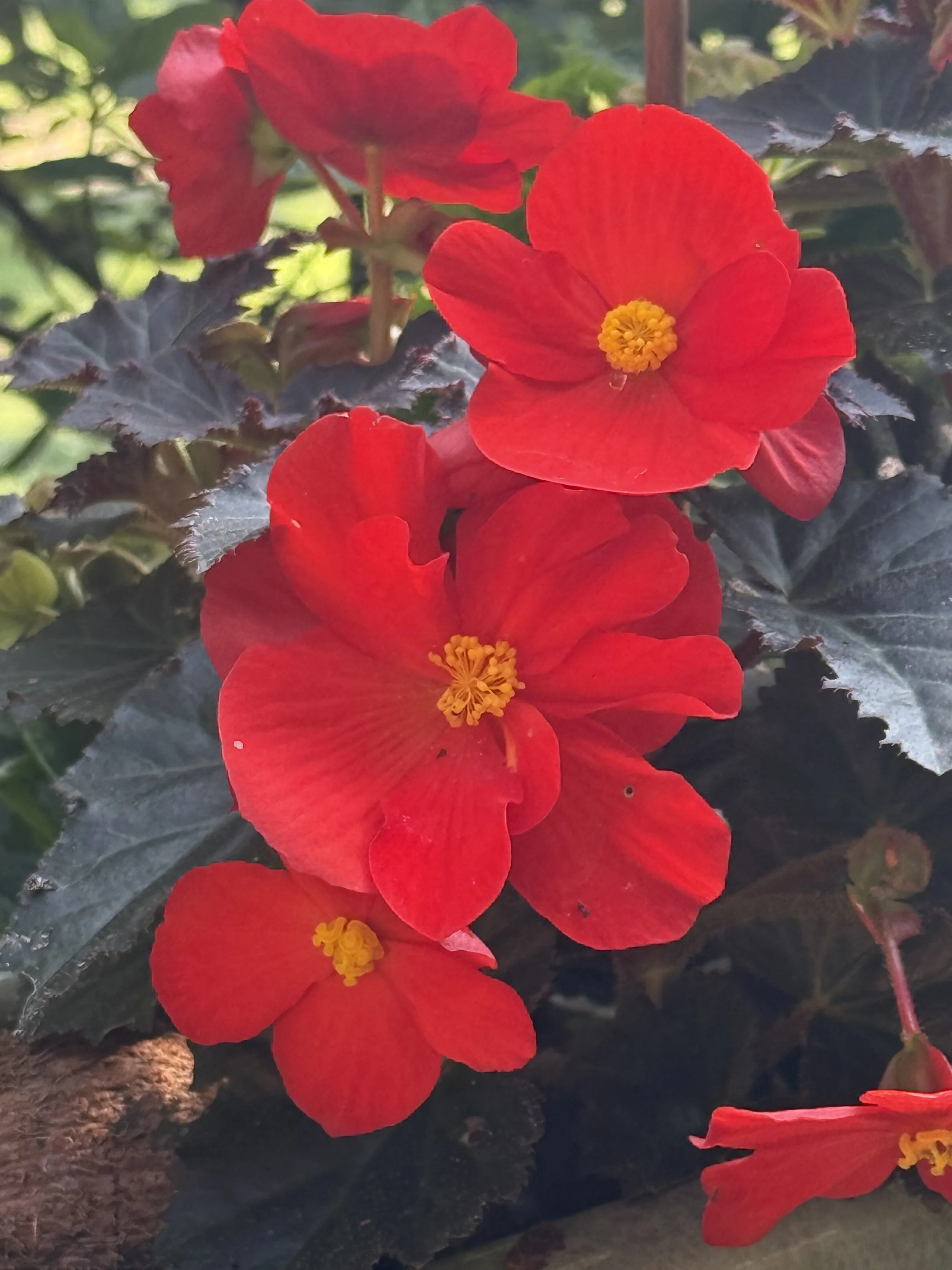 IMG_0081.jpeg