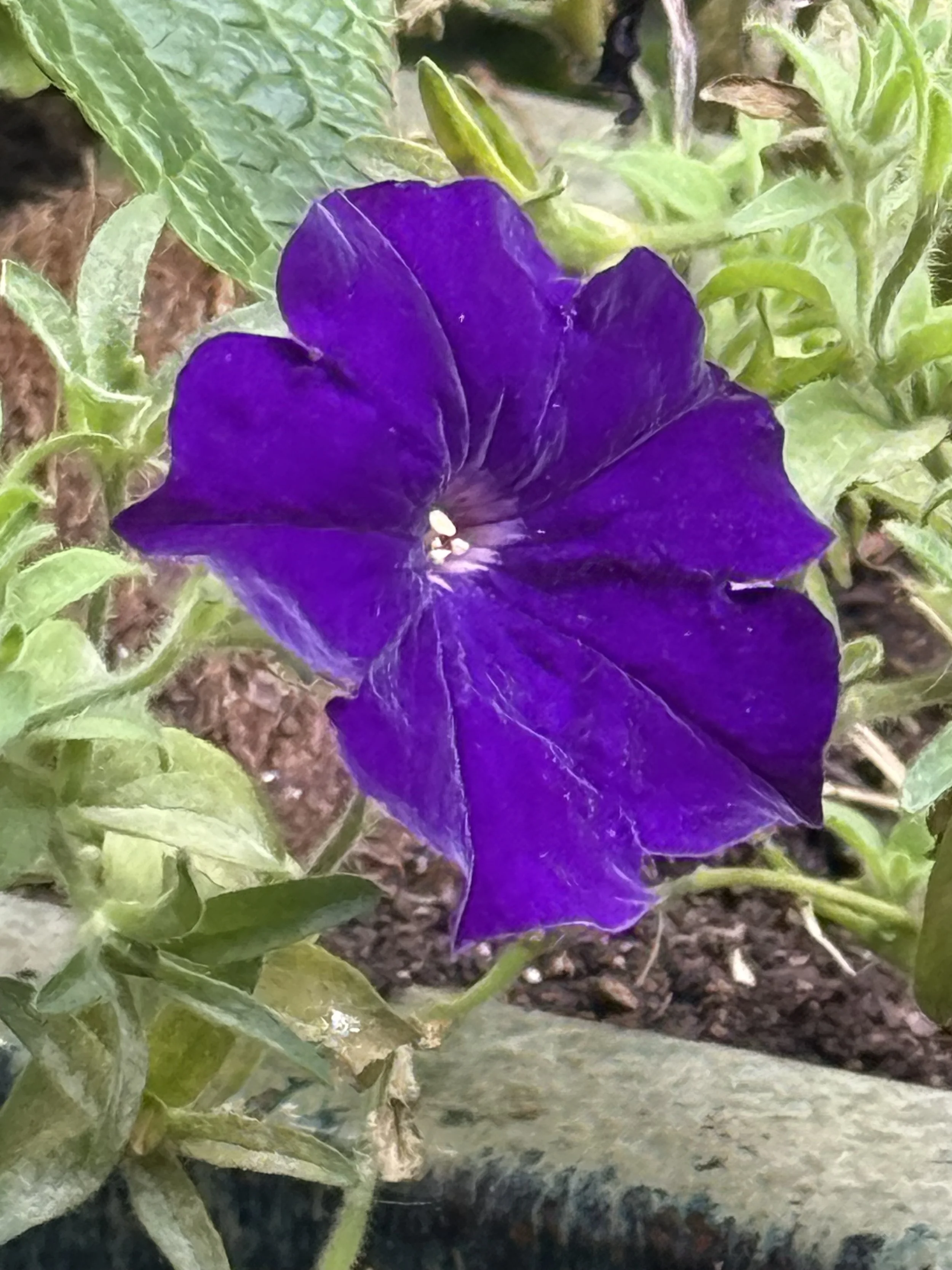 IMG_0052.jpeg