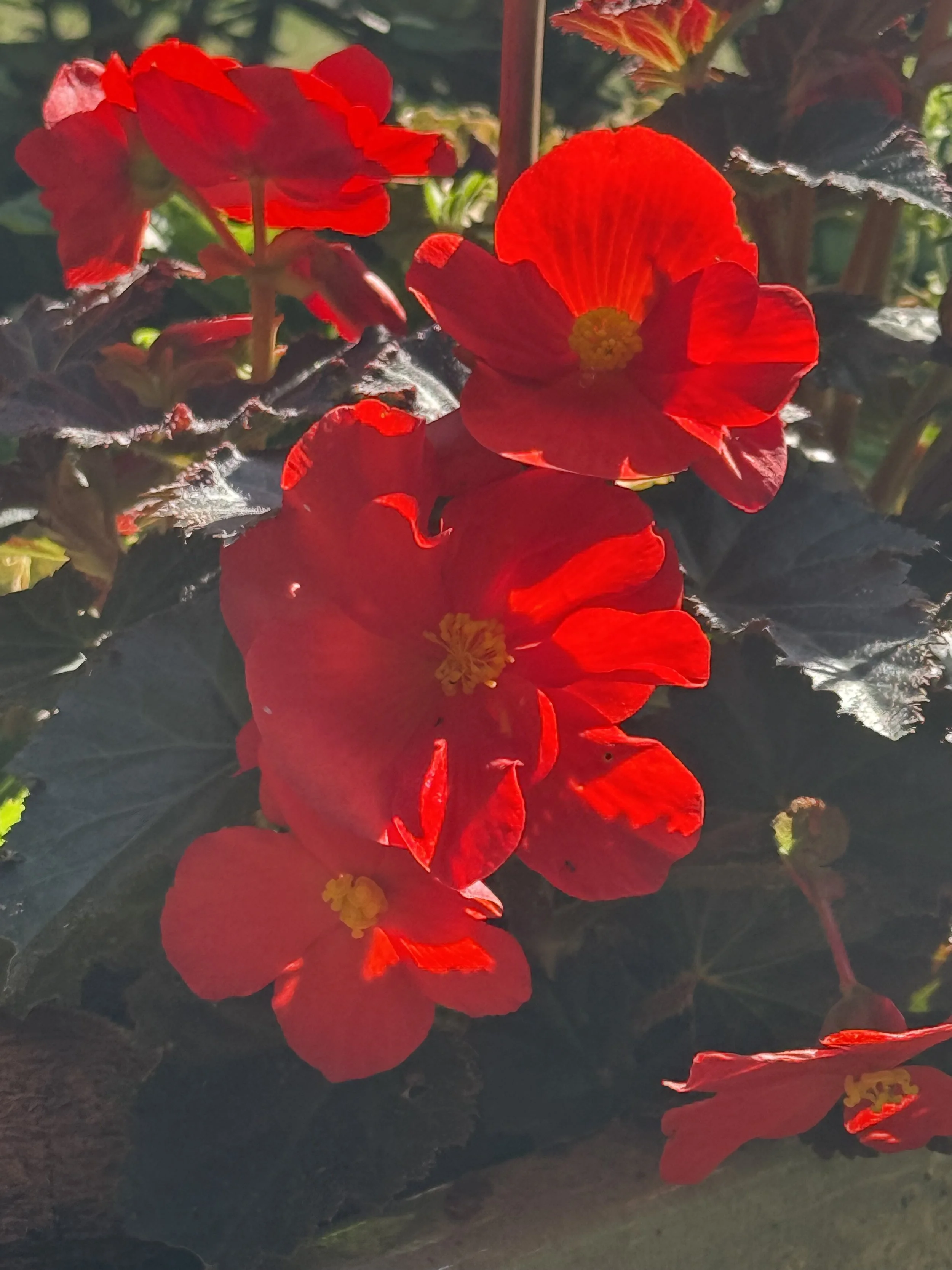 IMG_0098.jpeg