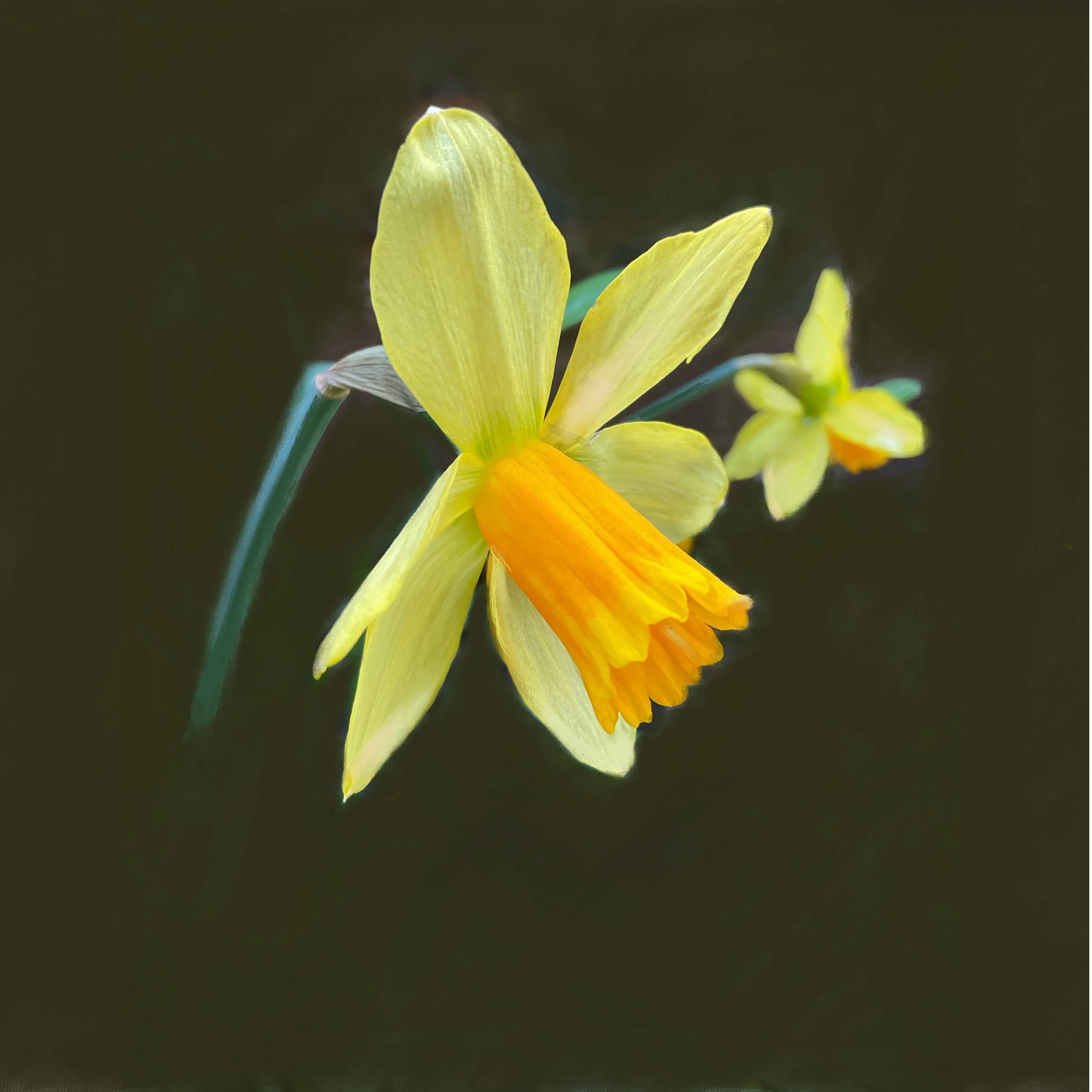Spring_Daffodil_3__higher_res.jpg